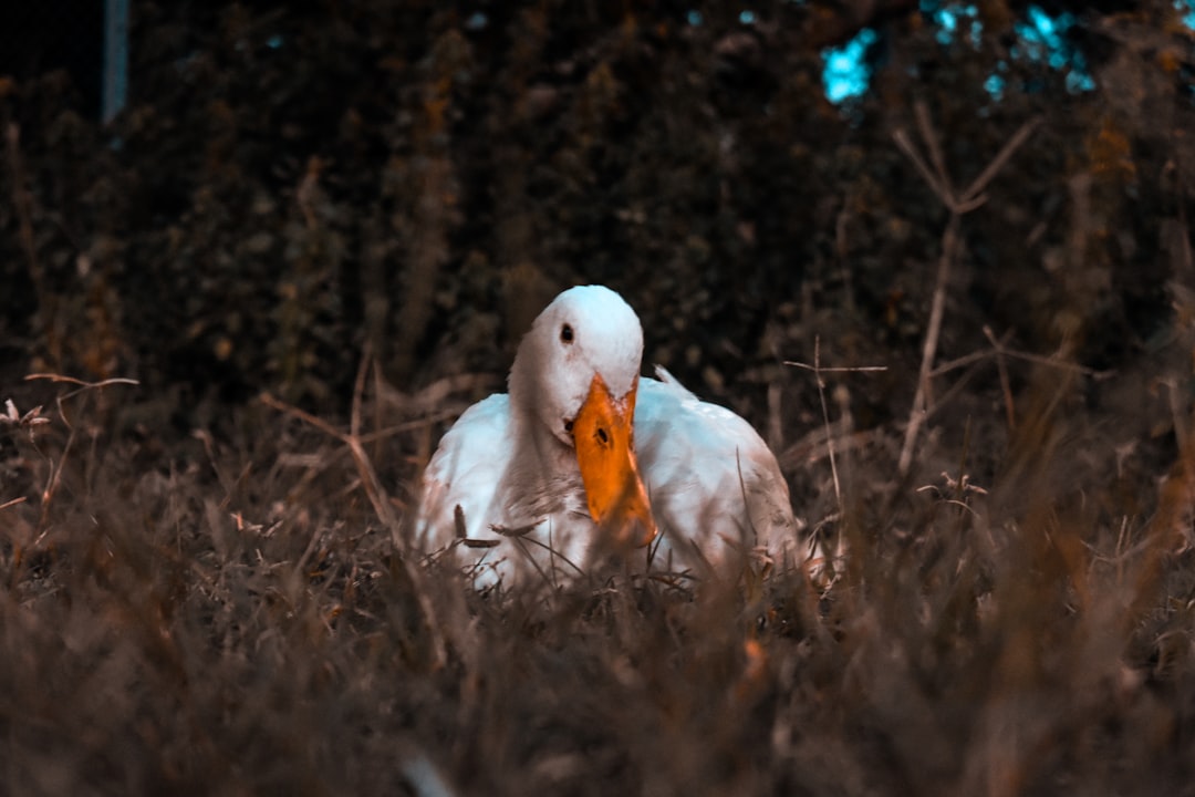 Photo Peking duck