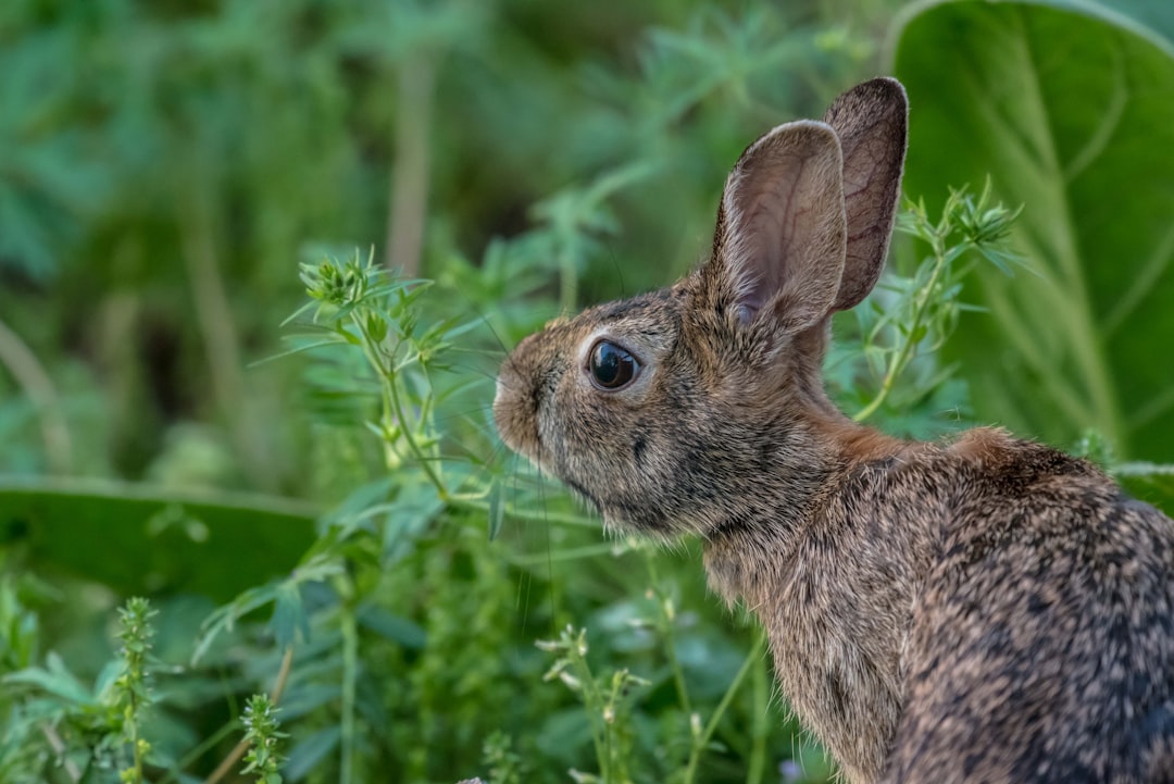 Photo Playboy Bunny