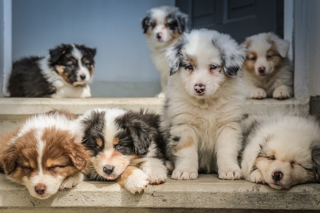 Adorable Schnoodle Puppies: The Perfect Addition to Your Family